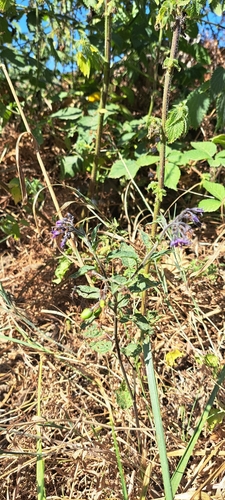 bittersweet nightshade