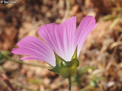 Malva punctata