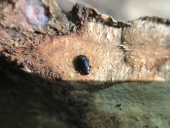 Platylomalus aequalis