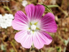 Malva punctata