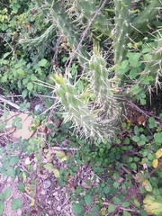 Austrocylindropuntia subulata
