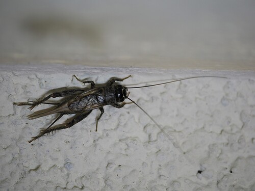 Eumodicogryllus bordigalensis