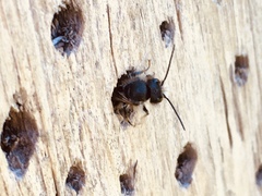 Osmia bicornis