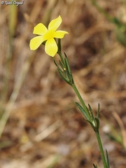 Linum nodiflorum