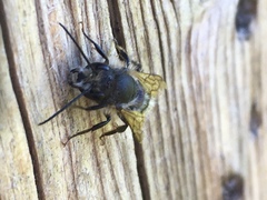 Osmia bicornis