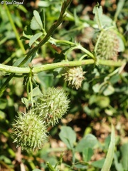 Medicago intertexta ciliaris