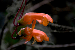 Columnea strigosa