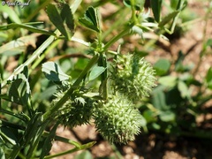 Medicago intertexta ciliaris