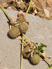 Medicago intertexta ciliaris