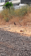 Acridotheres tristis