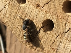 Osmia bicornis