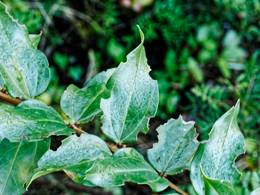 Coriaria myrtifolia; photograph (c) Philippe Hornus, some rights reserved (CC BY)