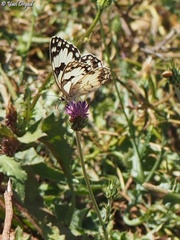 Melanargia titea