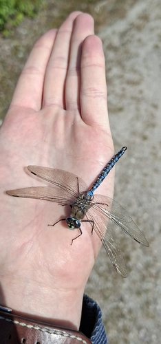 Azure Hawker