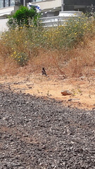 Acridotheres tristis