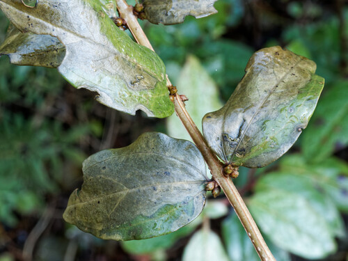 Coriaria myrtifolia, photograph 6