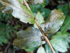 Coriaria myrtifolia, photograph (c) Philippe Hornus, some rights reserved (CC BY)