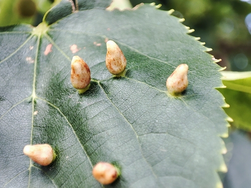 Red Nail Gall Mite, Distelweg, 1031 HJ Amsterdam, Pays-Bas, photo 8 of 10