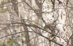 Phylloscopus trochilus