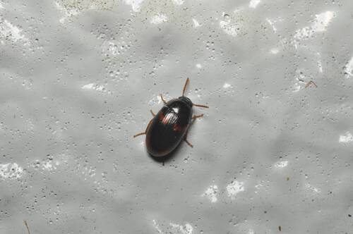 Platydema subfascia, 2026-07-30
