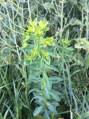 Euphorbia platyphyllos
