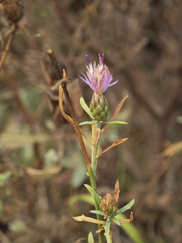 Centaurea paniculata, photograph 3