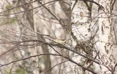 Phylloscopus trochilus