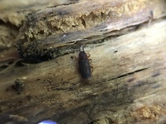 Uleiota dubia