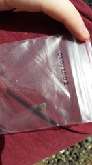 Irochrotus maculiventris