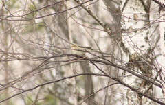 Phylloscopus trochilus