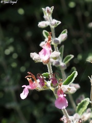 Teucrium divaricatum