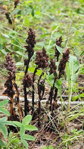 pinesap