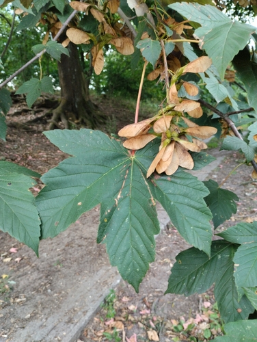 sycamore maple