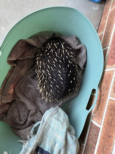 Eastern Short-beaked Echidna