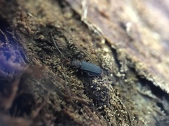 Uleiota dubia