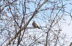 Anthus trivialis