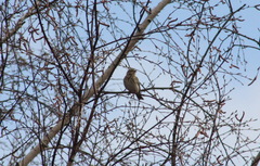Anthus trivialis
