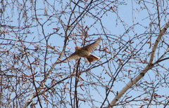 Anthus trivialis