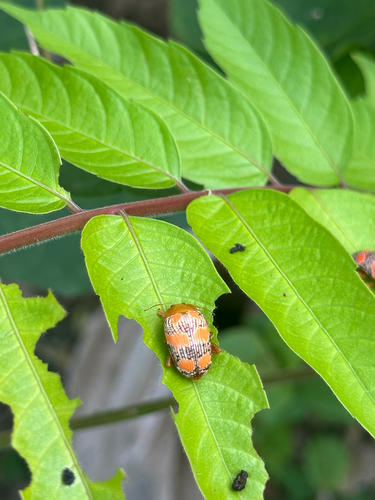 Podontia dalmani