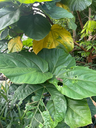 Roxburgh fig