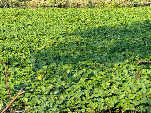 Water Morning Glory