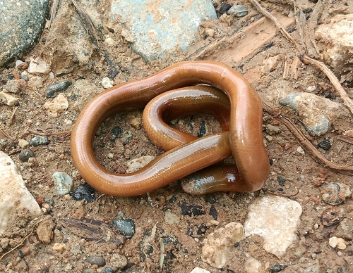 Cuming's Blind Snake, Ramphotyphlops cumingii
