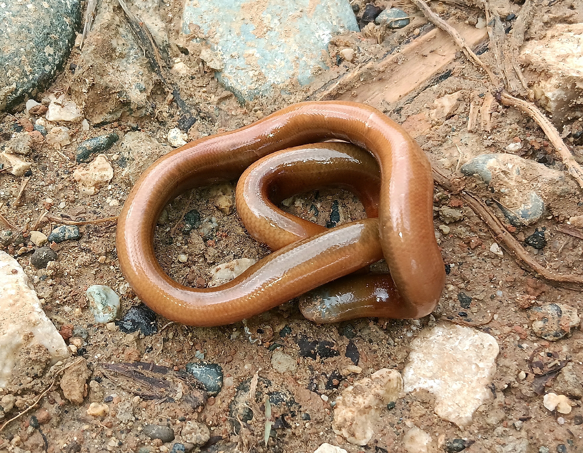 Ramphotyphlops erebus