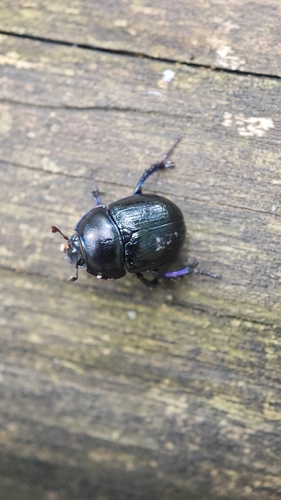 Woodland Dor Beetle