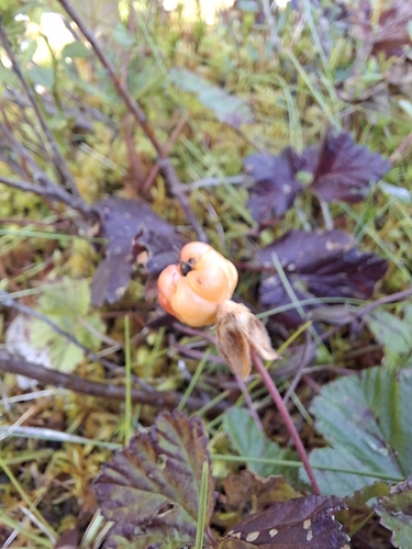 cloudberry