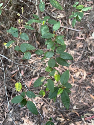 Pomaderris wendlandiana observed 2026-08-11