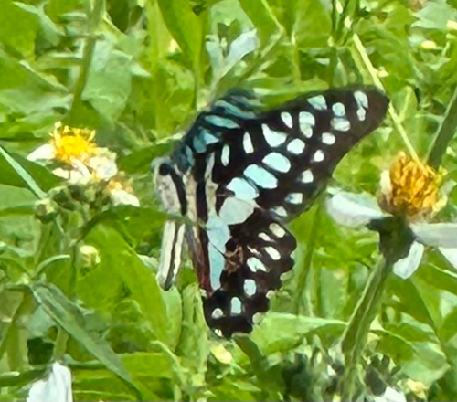 Common Jay