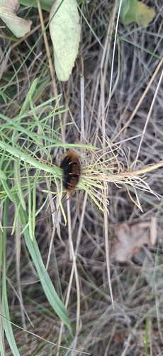Fox Moth