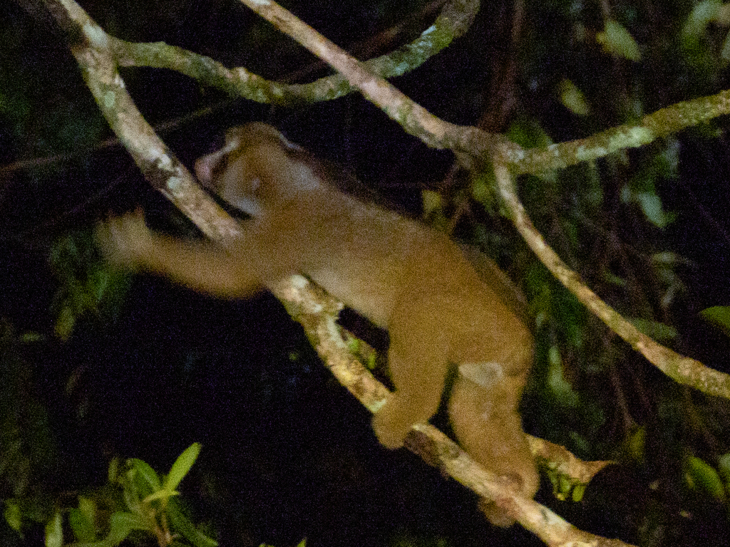 Philippine Slow Loris (Nycticebus menagensis)