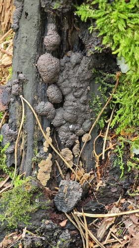 Birch Woodwart